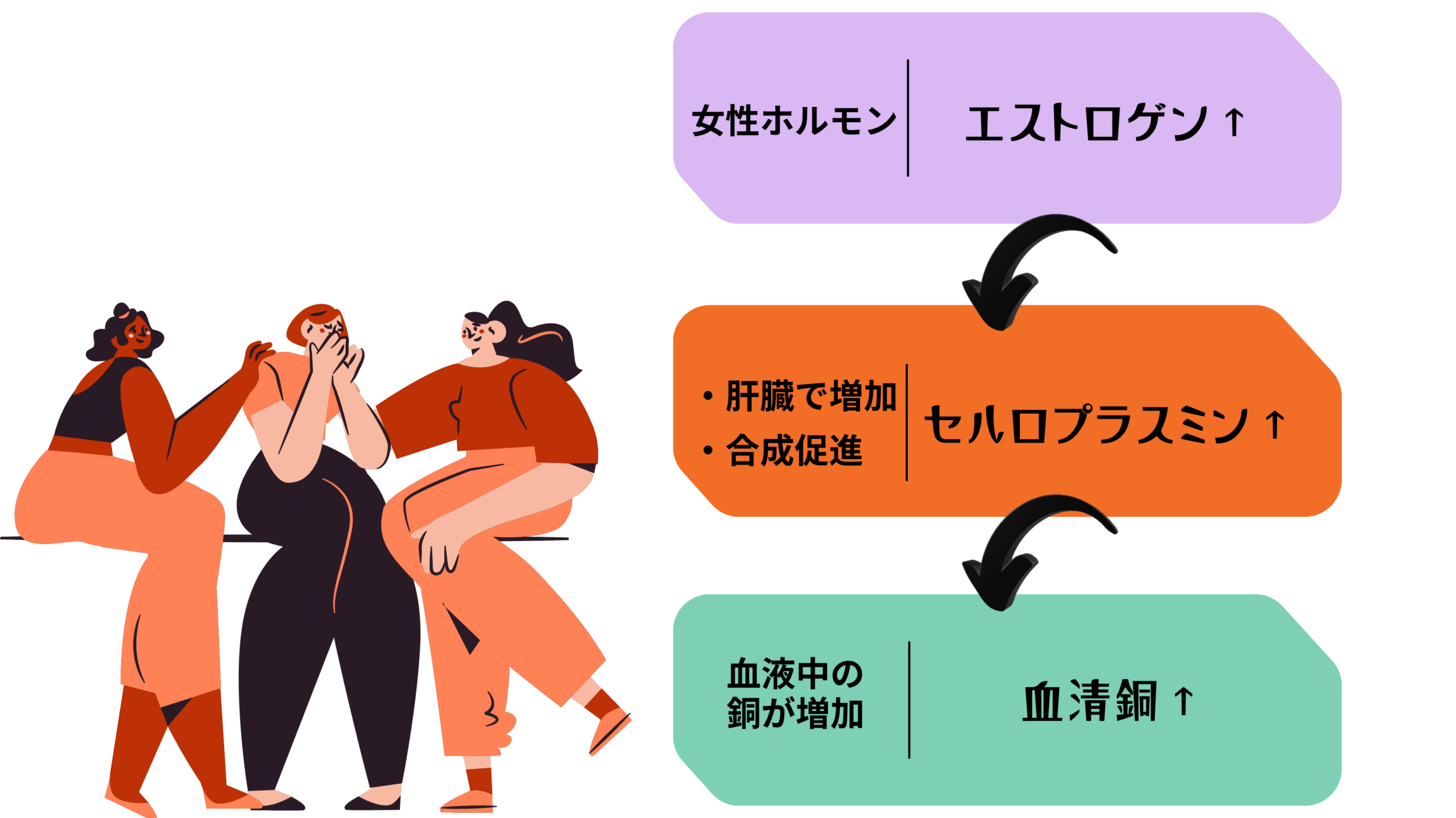 女性ホルモンと銅の意外な関係